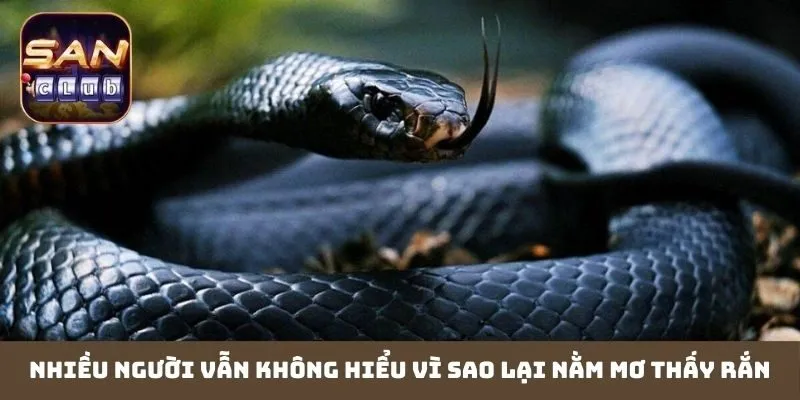 Nhiều người vẫn không hiểu vì sao lại nằm mơ thấy rắn